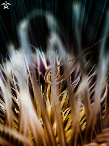 A Tube Anemone