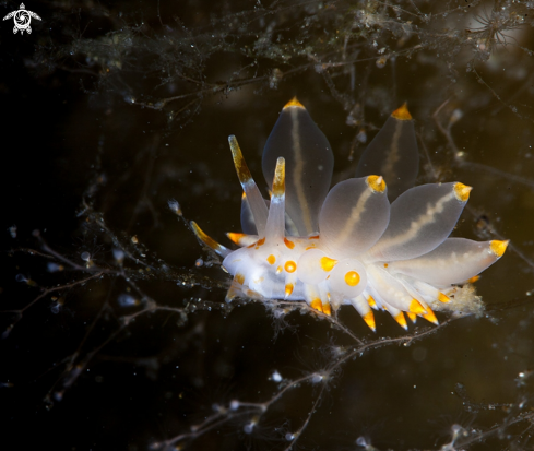 A Eubranchus farrani | Eubranchus farrani