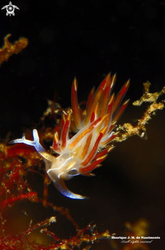 A Dondice banyulensis | Nudibranch