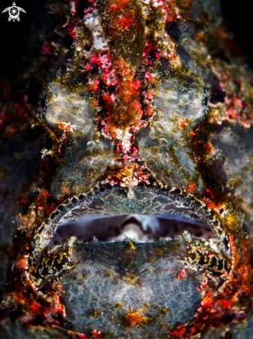 A Giant Frogfish