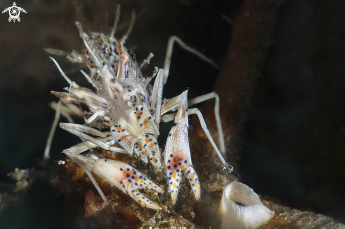 A tiger shrimp