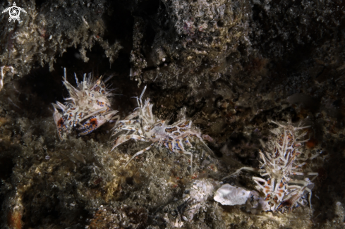 A tiger shrimp