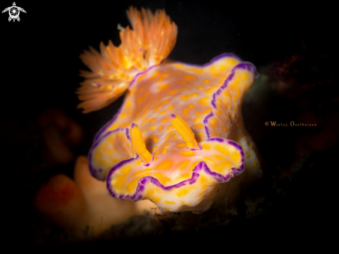 A Ceratosoma trilobatum | Three-lobed t-bar nudibranch