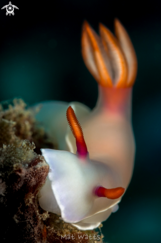 A Hypselodoris bullocki | Pink Nudibranch