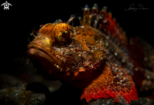 A Scorpion Fish