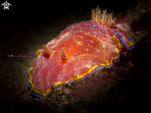 A Nudibranch