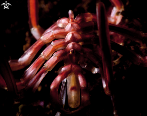 A Sea spider