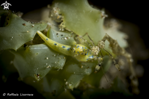 A sea slug and skeleton shrimp