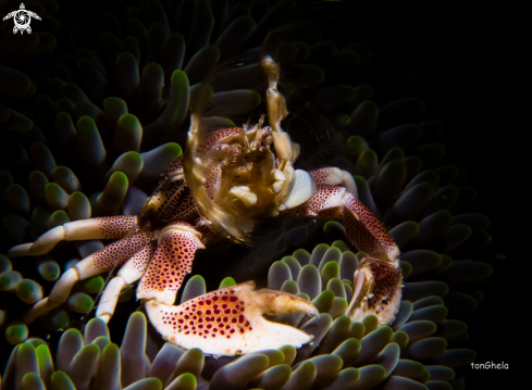 A Neopetrolisthes maculatus | Porcelaine crab