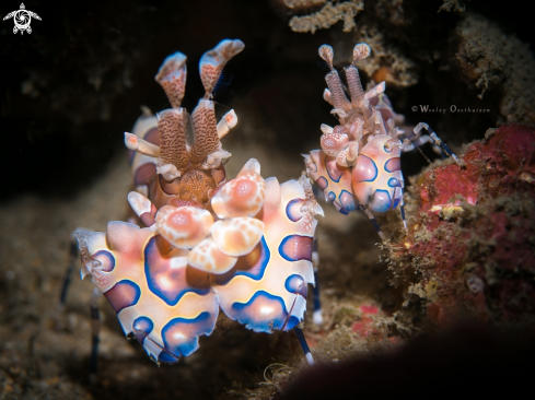 A Hymenocera picta | Harlequin shrimps