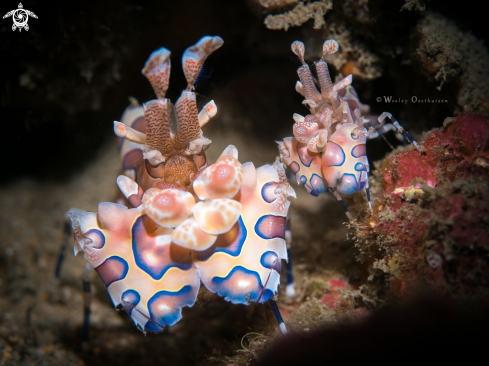 A Harlequin shrimps