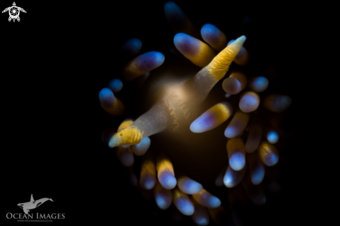 A Gasflame Nudibranch