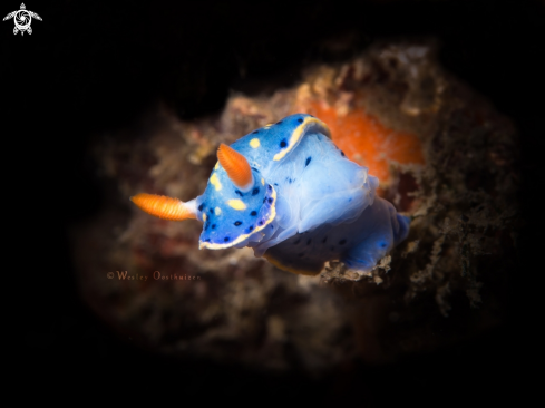 A Painted Hypselodoris nudibranch