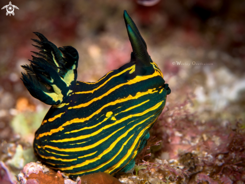 A Roboastra luteolineata | Bordered Roboastra nudibranch