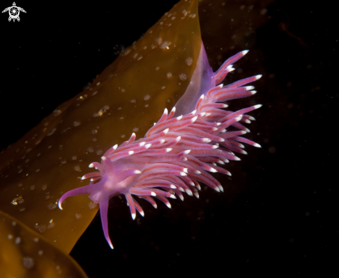 A Flabellina pedata 