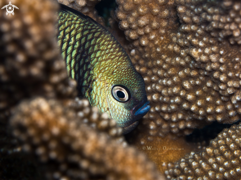 A Dascyllus reticulatus | Two Stripe Damselfish