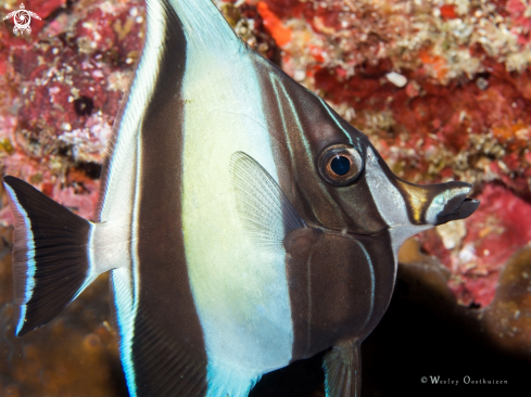 A Zanclus cornutus | Moorish idol