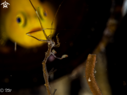 Lemon Goby with Skeleton Shrimp