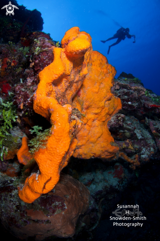 A Agelas clathrodes | Elephant Ear Sponge