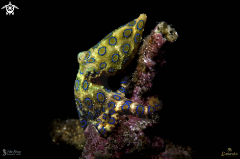 A Blue ring octopus