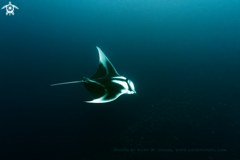 A Ocean Manta