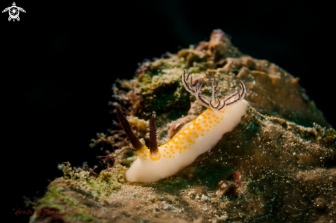 A NUDIBRANCH