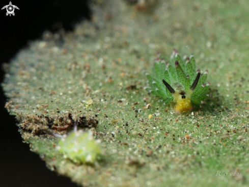 A Costasiella Kuroshimae 