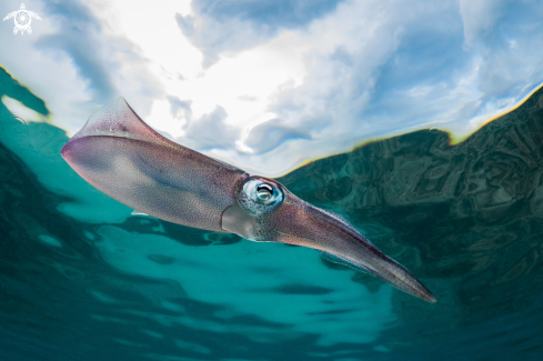 A Caribbean reef squid