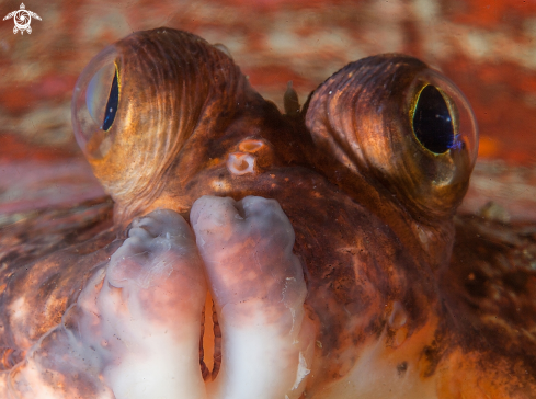 A Flounder