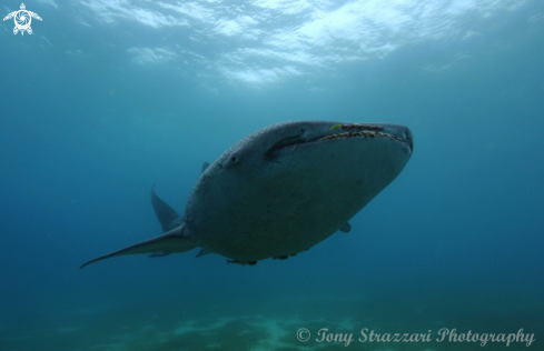 A Whale shark