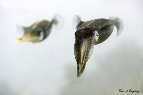 A Cuttle fish