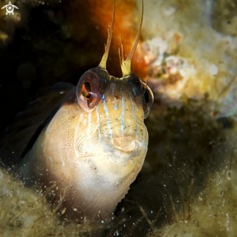 A Blenniidae