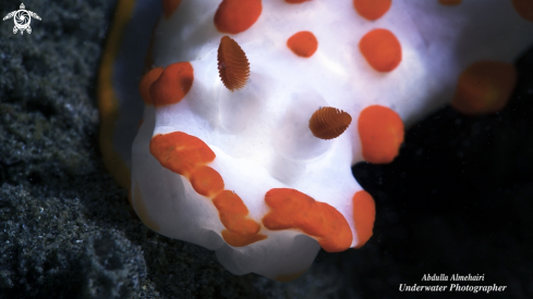 A Nudibranch 