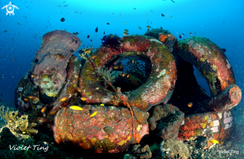 A Tulamben Liberty Wreck