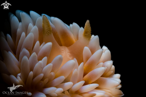 A Silvertip Nudibranch