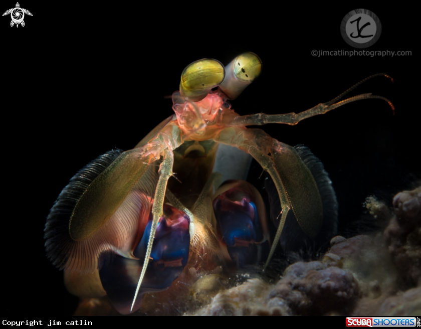 A dark mantis shrimp 