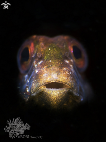 A Blenny 