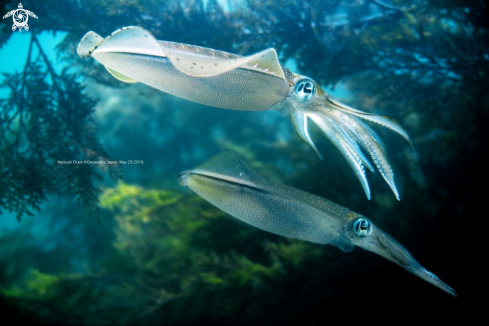 A Sepioteuthis lessoniana Lesson, 1830 | Bigfin reef squid