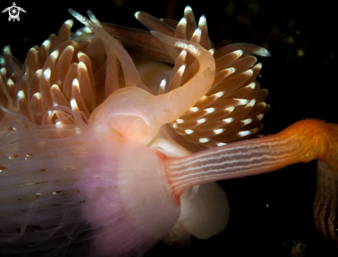 A Facelina bostoensis | Facelina bostoensis