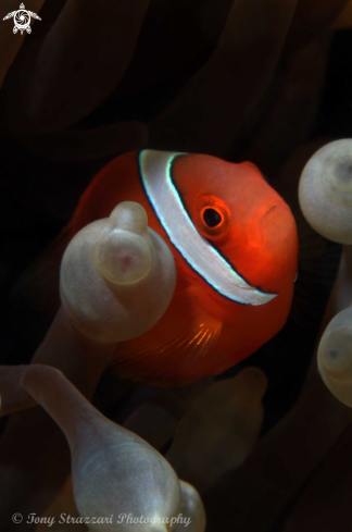 A Tomato clownfish