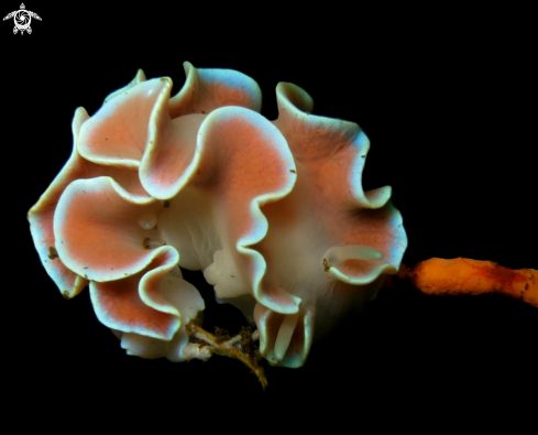 A Frilled Nudibranch