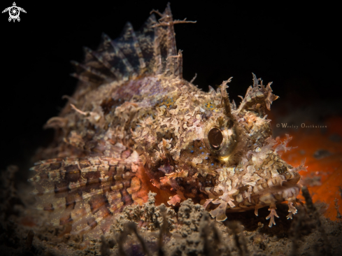 A Juvenile Scorpionfish