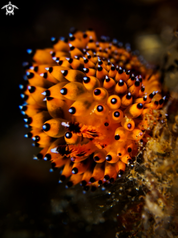 A Nudibranch