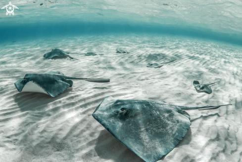 A Dasyatis americana | Southern Stingray