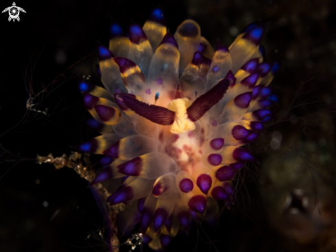 A Janalous | Janalous Nudi