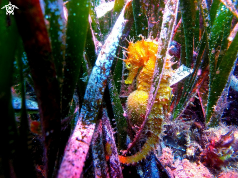 A Pregnant Seahorse