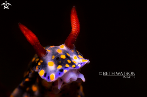 A Hypselodoris infucata | Nudibranch