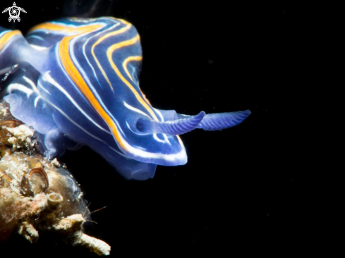 A Hypselodoris Villafranca | Hypselodoris Villafranca