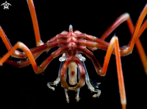 A Sea spider