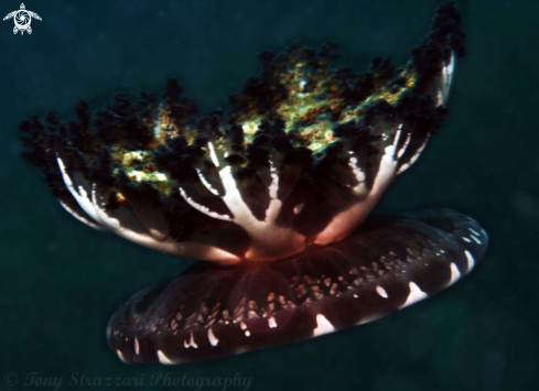 A Upside-down Jellyfish